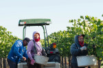 Brook & Bull's Vital Wines donates money toward healthcare for vineyard workers.