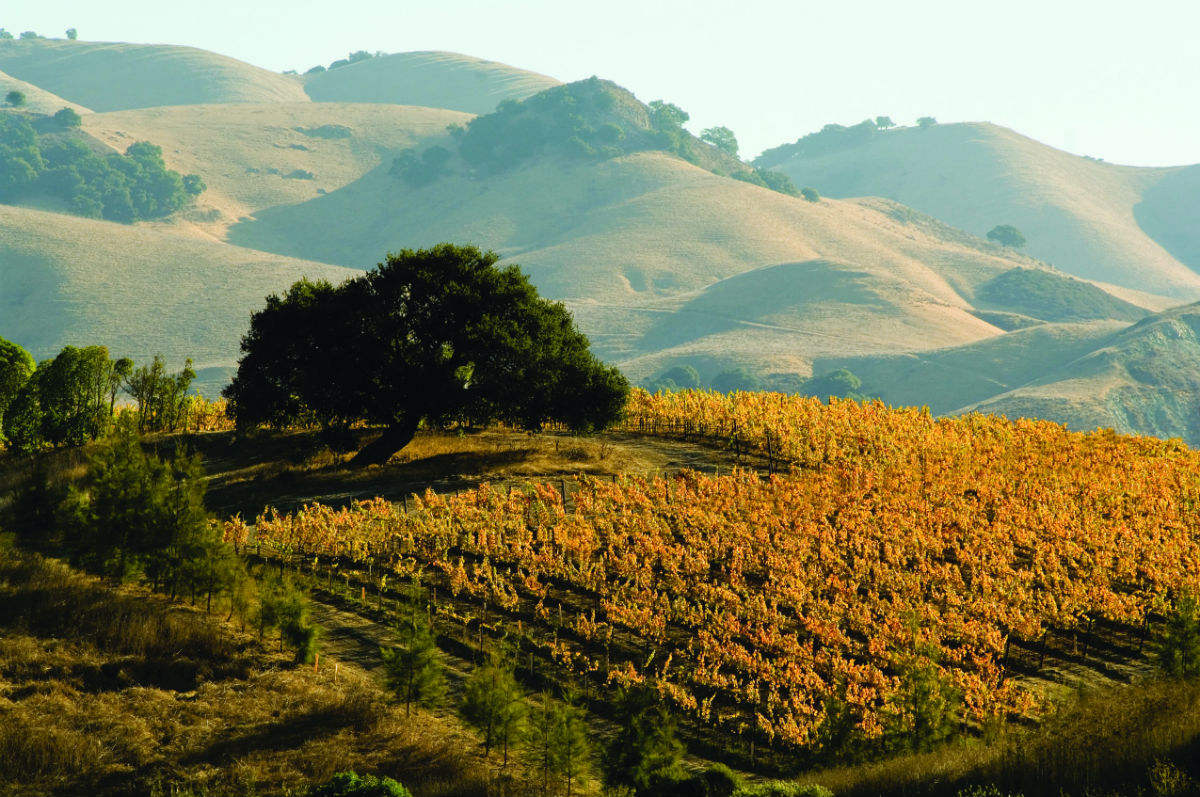 escorted tours california wine country