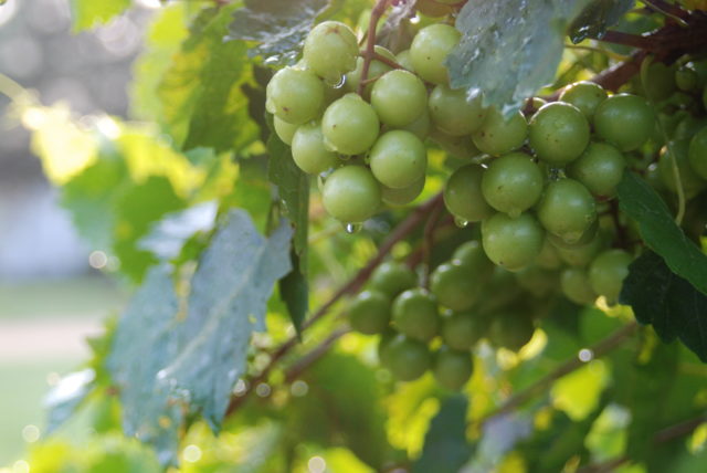 Muscadine grapes / Courtesy Cypress Bend Vineyards