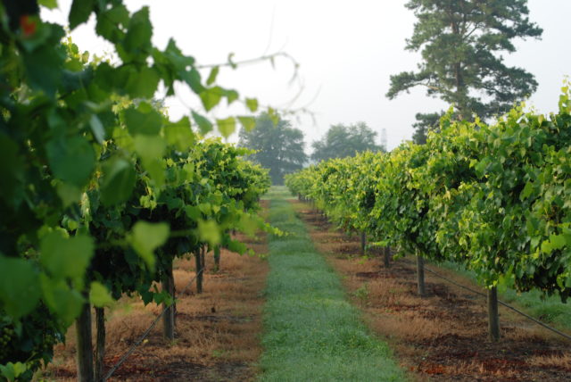 Muscadine grapevines at Cypress Bend Vineyards in North Carolina / Courtesy Cypress Bend Vineyards
