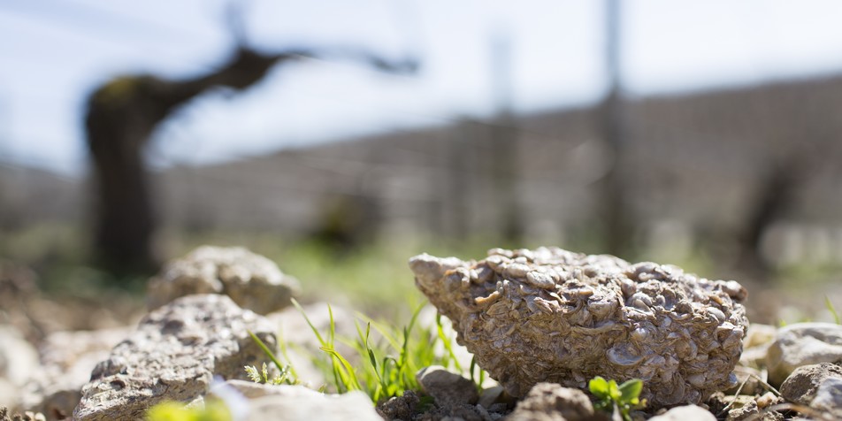 Kimmeridgean soils contain fossilized oyster shells / Courtesy Vins de Bourgogne