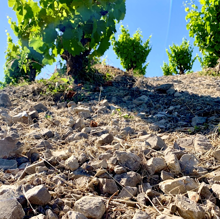 A close-up of the high pH (in the 8.0 range) calacarous soil found in Paso Robles, which is conducive to low pH grapes and higher acid wines / Courtesy Tablas Creek Vineyard