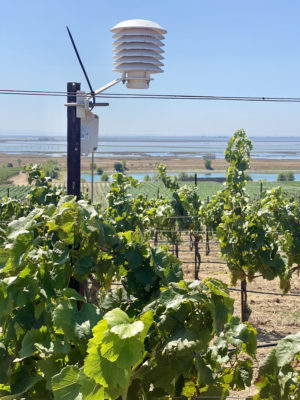 Cisco temperature sensor at Bouchaine Vineyards in Napa, Calif.