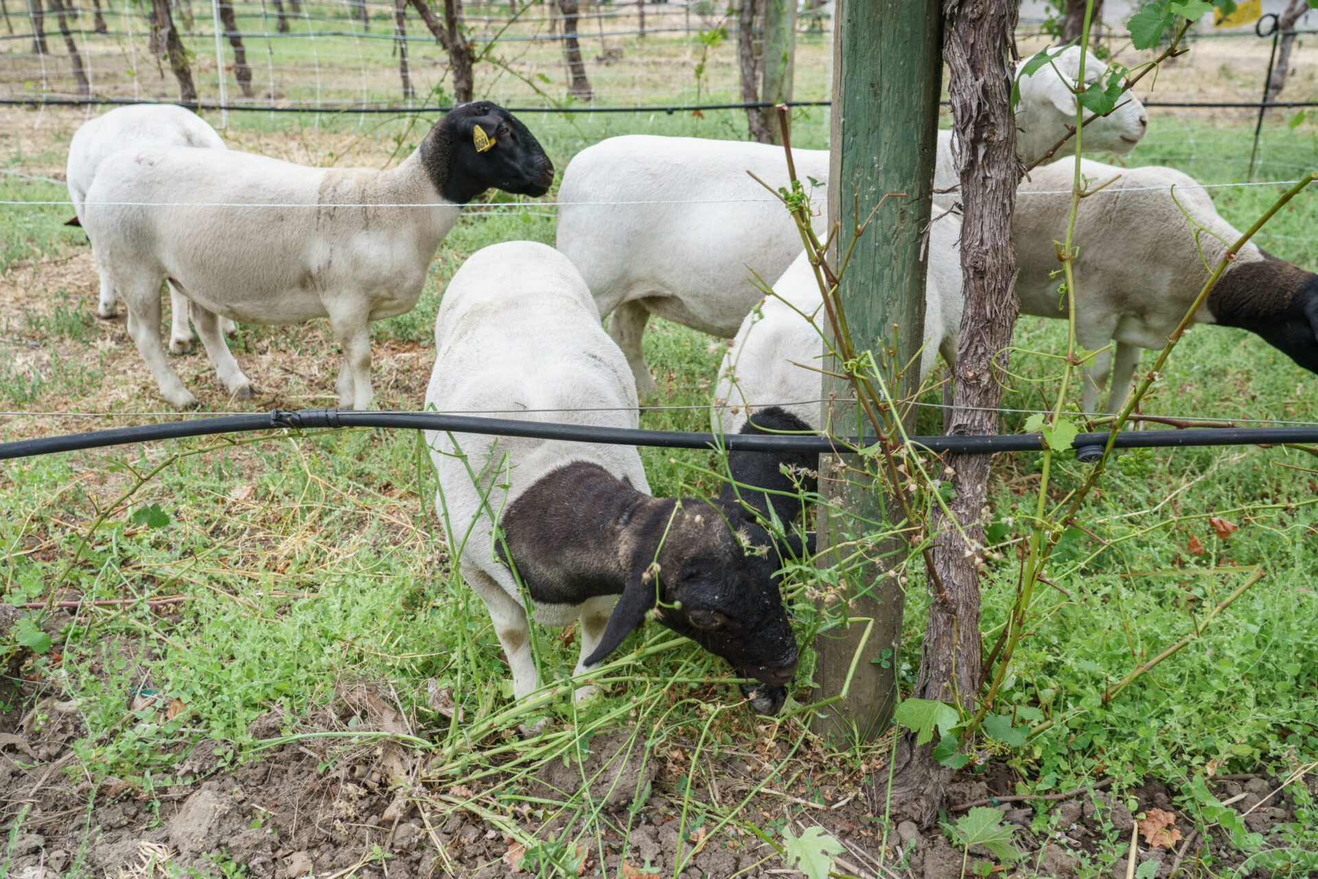 Sheep, natural grazers and fertilizers in the vineyard / Courtesy Jackson Family Wines