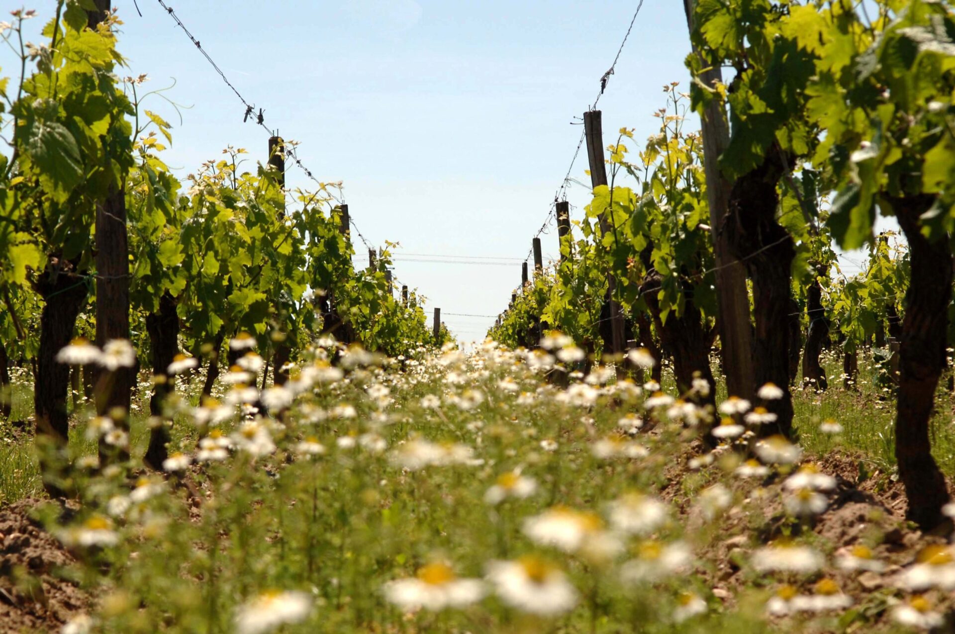 Cover crops attract beneficial insects, increasing biodiversity of a vineyard