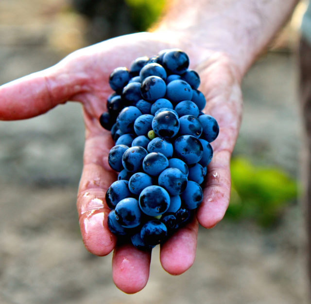 A Zinfandel cluster in Stampede Vineyard (Clements Hills), a vineyard now prized by contempory style producers for the high acidity in its high-skin-to-juice ratio grapes.