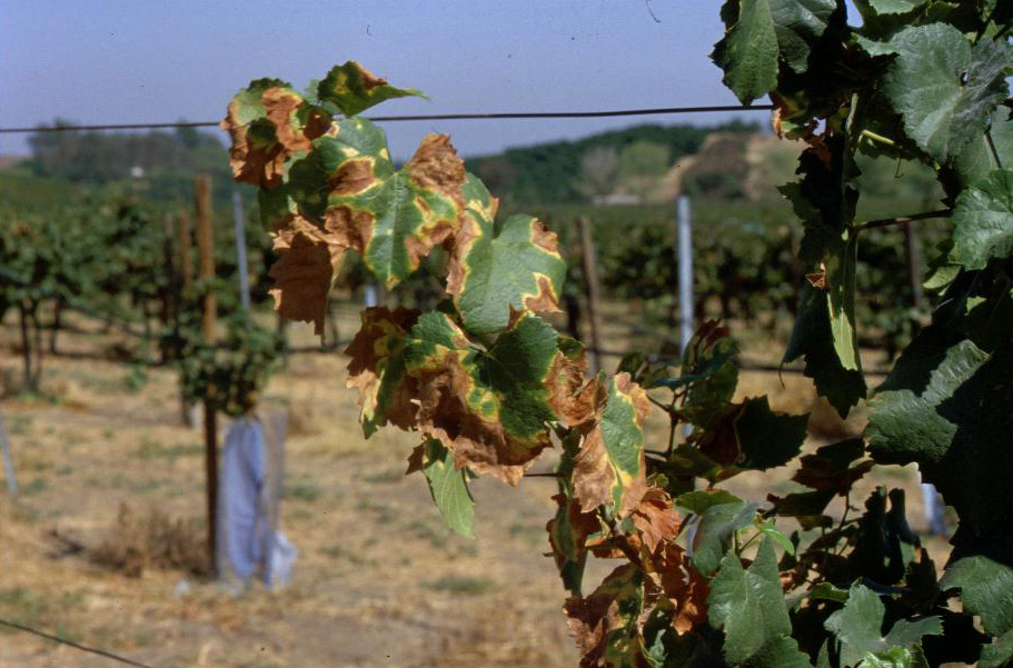 Symptoms of Pierce's disease in a vineyard_Picture from University of California