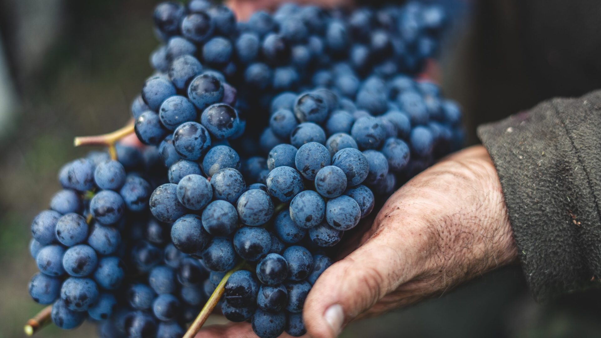 Harvesting Nebbiolo grapes in Serralunga, Italy. Grapes will be used in the process to make Barolo, one of the most famous red wine.