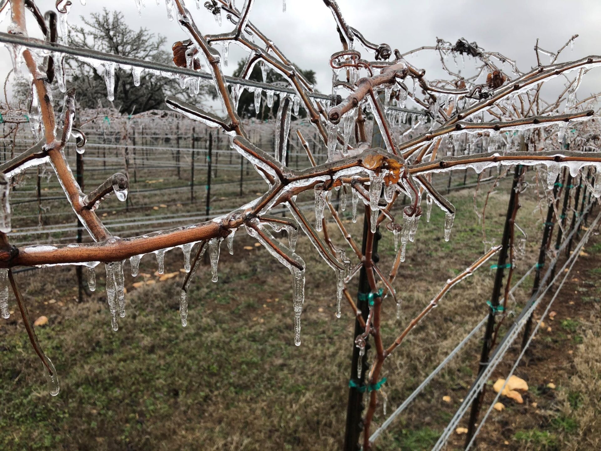 Frost on the vines at Bending Branch Winery, TX