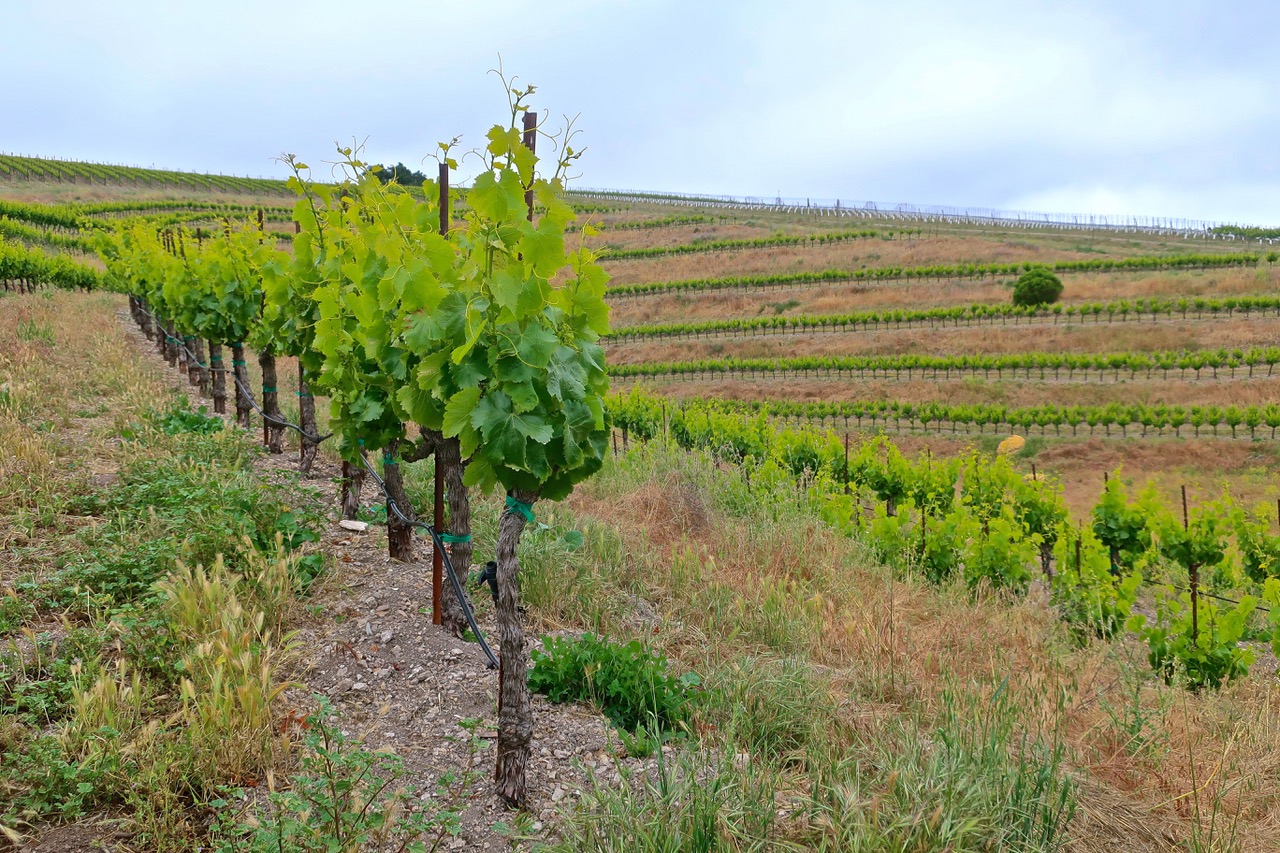 Caliza Winery estate in the Paso Robles Willow Creek District AVA —a vineyard dominated calcareous soil producing wines with distinct minerality, primarily because high pH soils are conducive to grapes and wines with higher acidity.