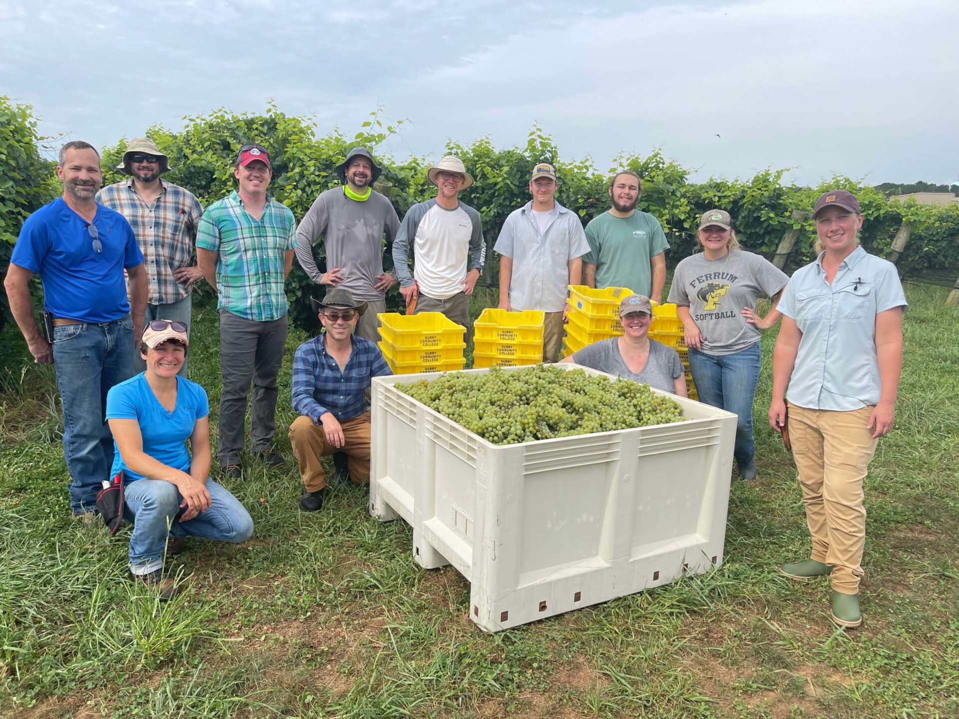 The 2021 Harvest Class at Surry Community College experienced their first harvest from the Watson Trellis System with the variety Traminette. The students in the class help with all aspects of harvest at the Surry Cellars Vineyard. Viticulture Instructor Sarah Bowman leads the class in lessons on different aspects of harvest logistics, harvest organization, and when the fruit is ripe and ready for harvest for particular styles of wine.