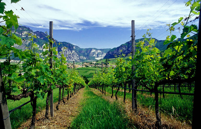 Vineyards in the Edmund Mach Foundation of San Michele all'Adige