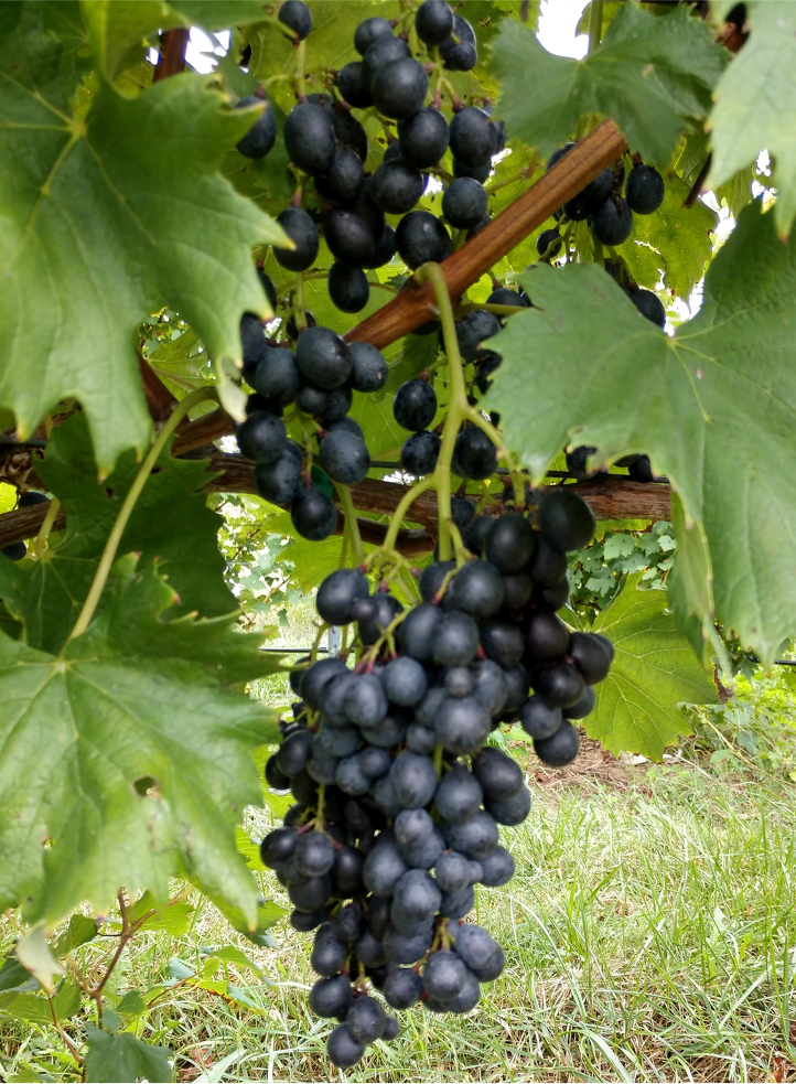Fully ripened San Marco grapes at Belleview Winery, NJ
