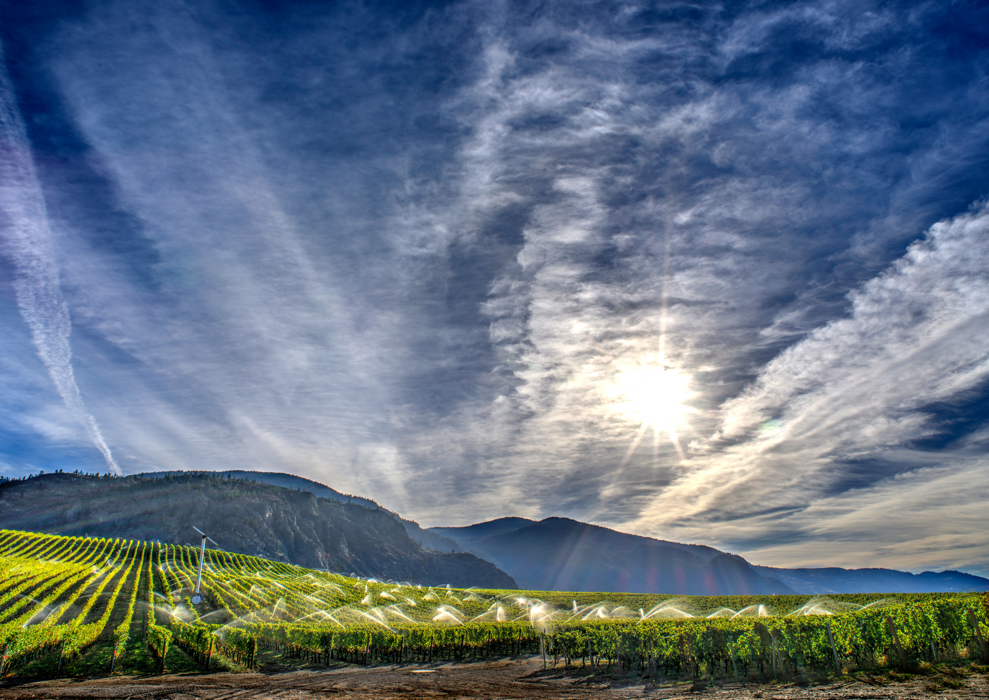 For some Okanagan vintners, increased irrigation was needed to combat drought conditions / Arterra Winery