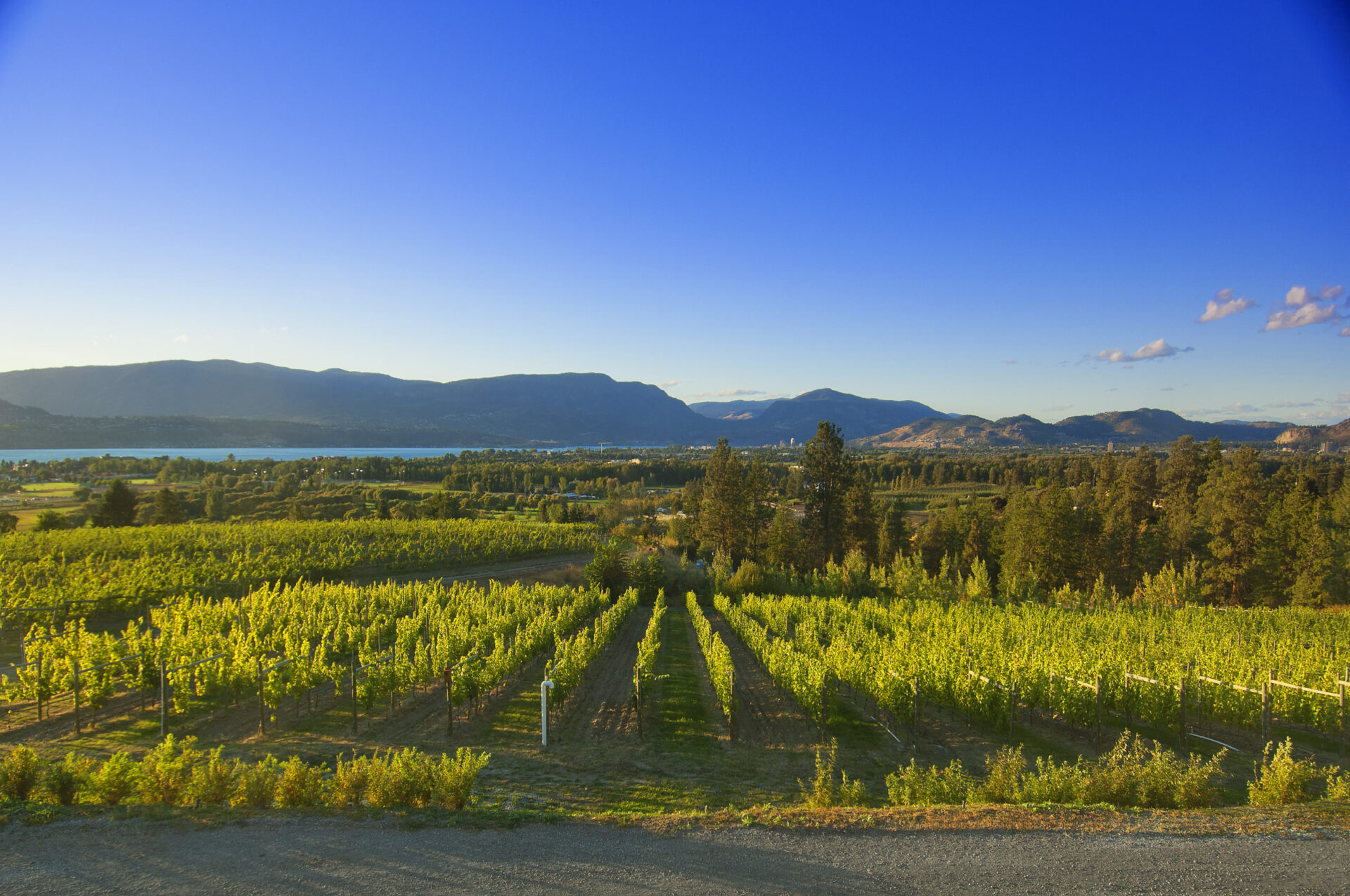 Tantalus Vineyards, located in northern British Columbia experienced one of its toughest vintages in 2021 / Tantalus Vineyards