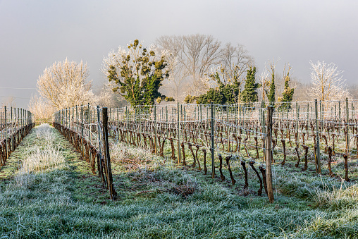Vineyard frost in Bordeaux / iStock