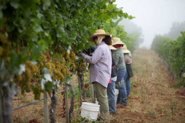 Harvest at Ridge Vineyards