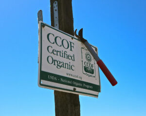 CCOF signage in The Lucas Winery’s ZinStar Vineyard, Mokelumne River-Lodi AVA, which is also certified sustainable