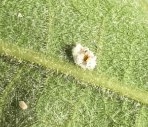 Parasitized vine mealybug (on the right) and vine mealybug crawler in the immature stage (on the left)