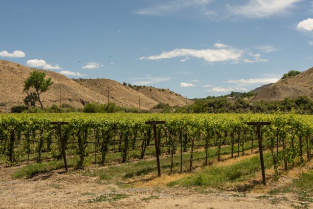 Sauvage Spectrum's estate vineyards in Palisade, Colo.