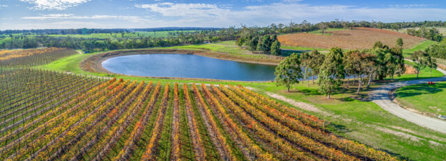 Aerial panorama of vineyard and pond. [iStock]