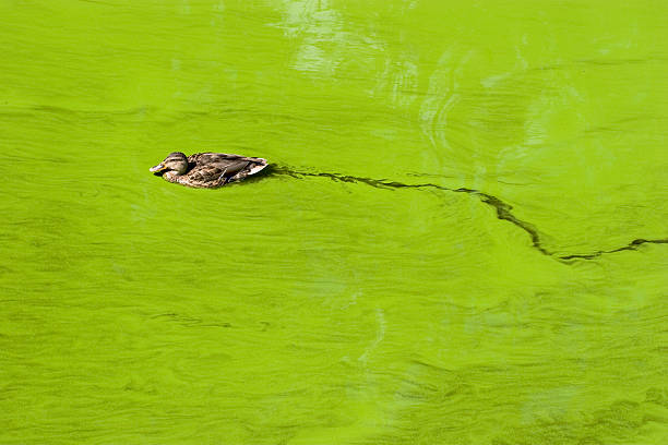 Algal blooms can harm humans and wildlife. [iStock]