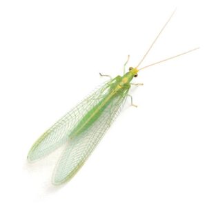 Green lacewing, also known as an aphid lion [iStock]
