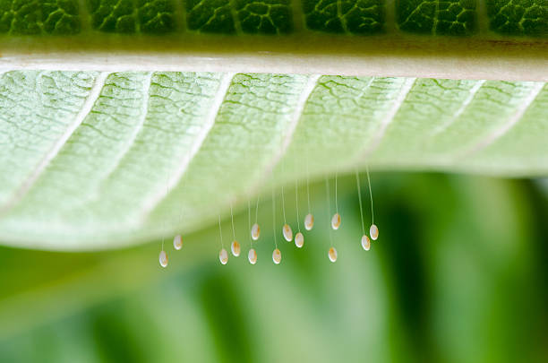 Close up small eggs and larvae insect of Golden Eye Green Lacewings that hang under leaves [iStock]