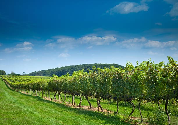 A Pennsylvania vineyard [iStock]