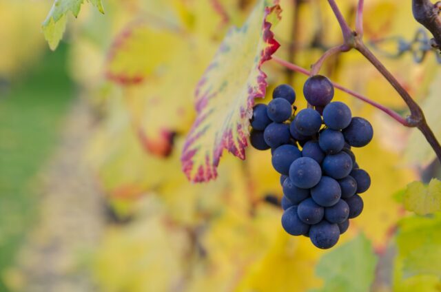 Australian Vine Well being Expertise Set to Develop