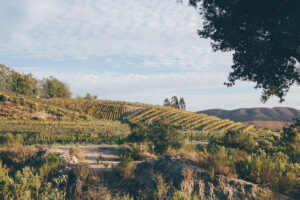 Vineyards are a key part of the agricultural economy. [Melville Vineyard in Lompoc, Calif.]