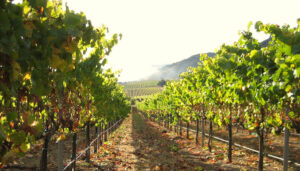 Testarossa's Fogstone vineyard
