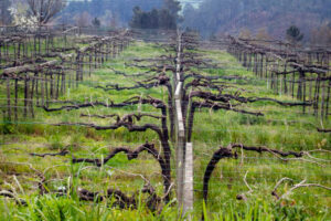 As soon as harvest is complete, vignerons need to start preparing their vines and vineyards for dormancy.