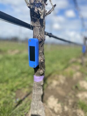 Croptide sensors fit to individual vines to measure water potential. 
