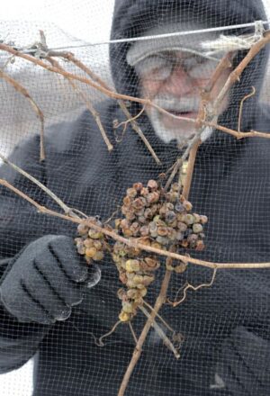 Robert Mazza harvesting Vidal Blanc grapes for Ice Wine. [Photo: Christopher Milette for GoErie/Erie Times News]