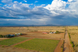 1764 vineyard east of Cochise in southern Arizona