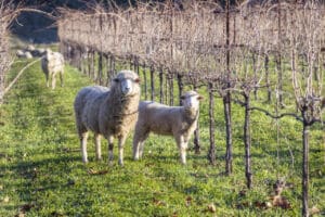 Sheep grazing in Bonterra’s McNab Ranch’ vineyard in Mendocino county