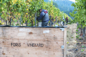 Harvest at Foris Vineyards