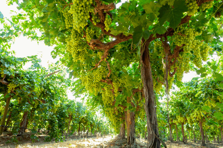 4a3f7b3f77c6c10c0903527d1a13cfefba2fb54d