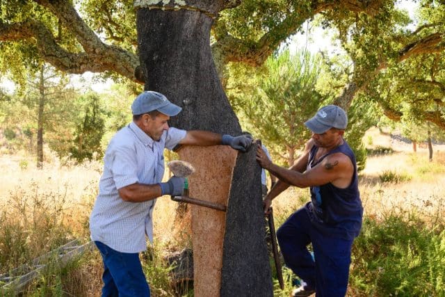 thedrinksbusiness.com