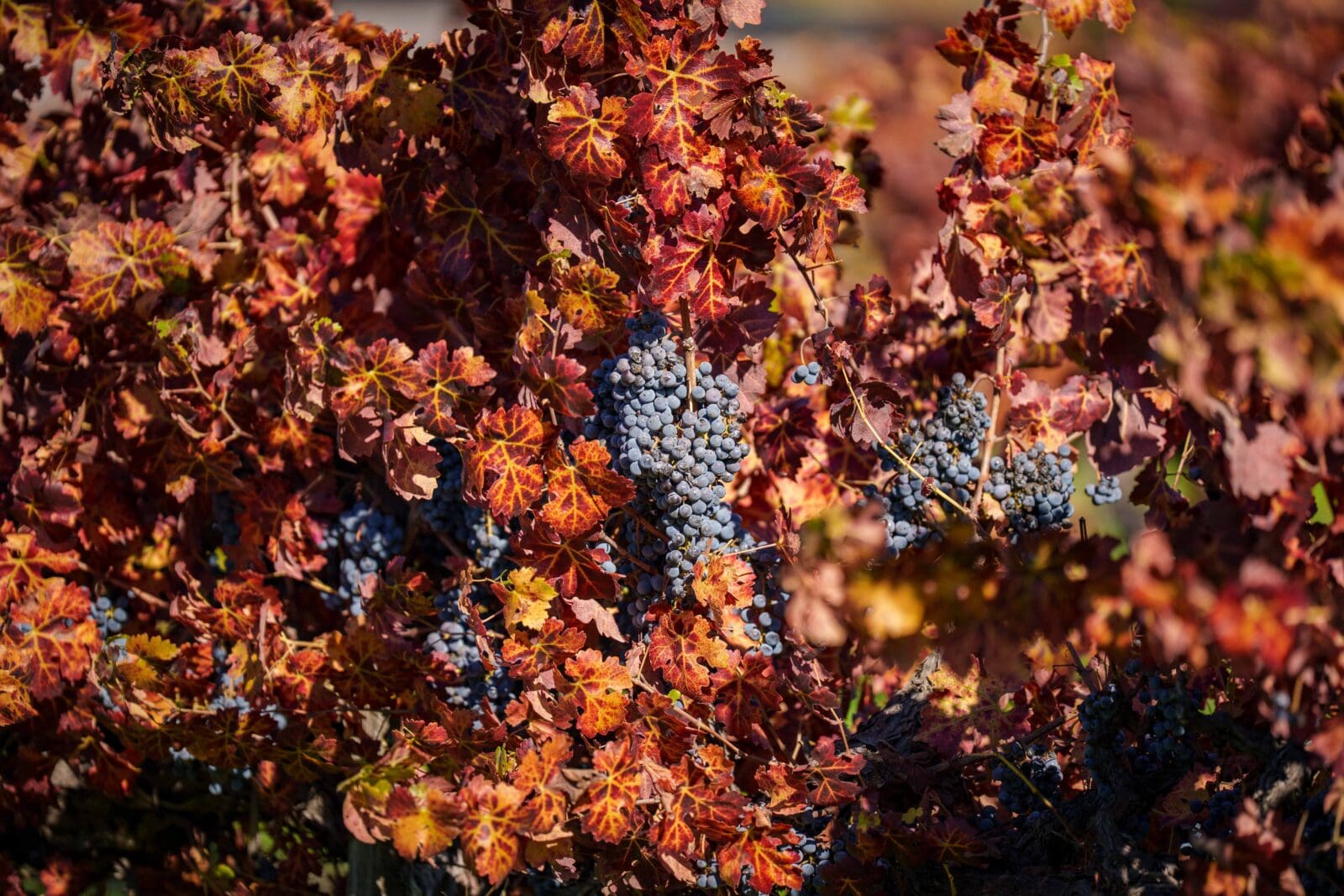 napavalleyfocus.substack.com