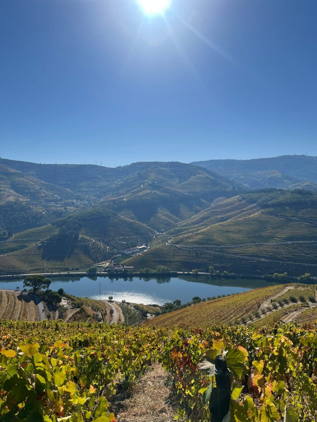 dmwineline.substack.com