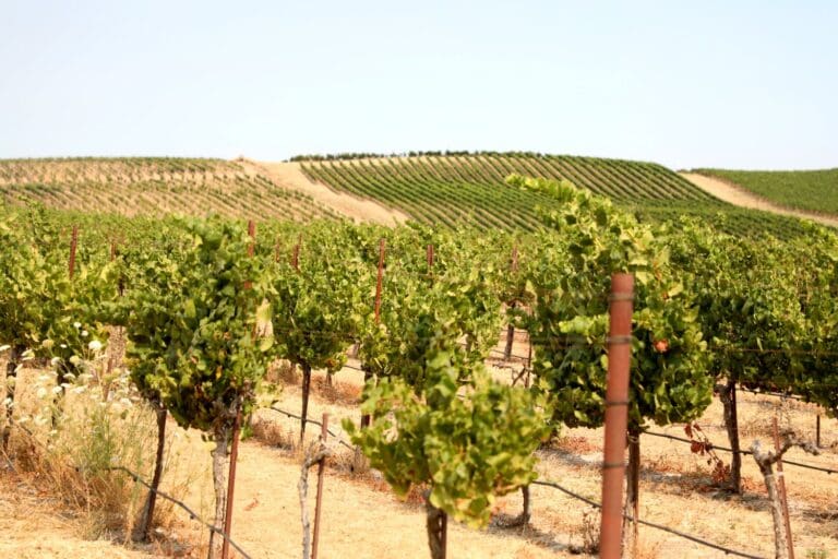 JS-Lee-Vineyard-1