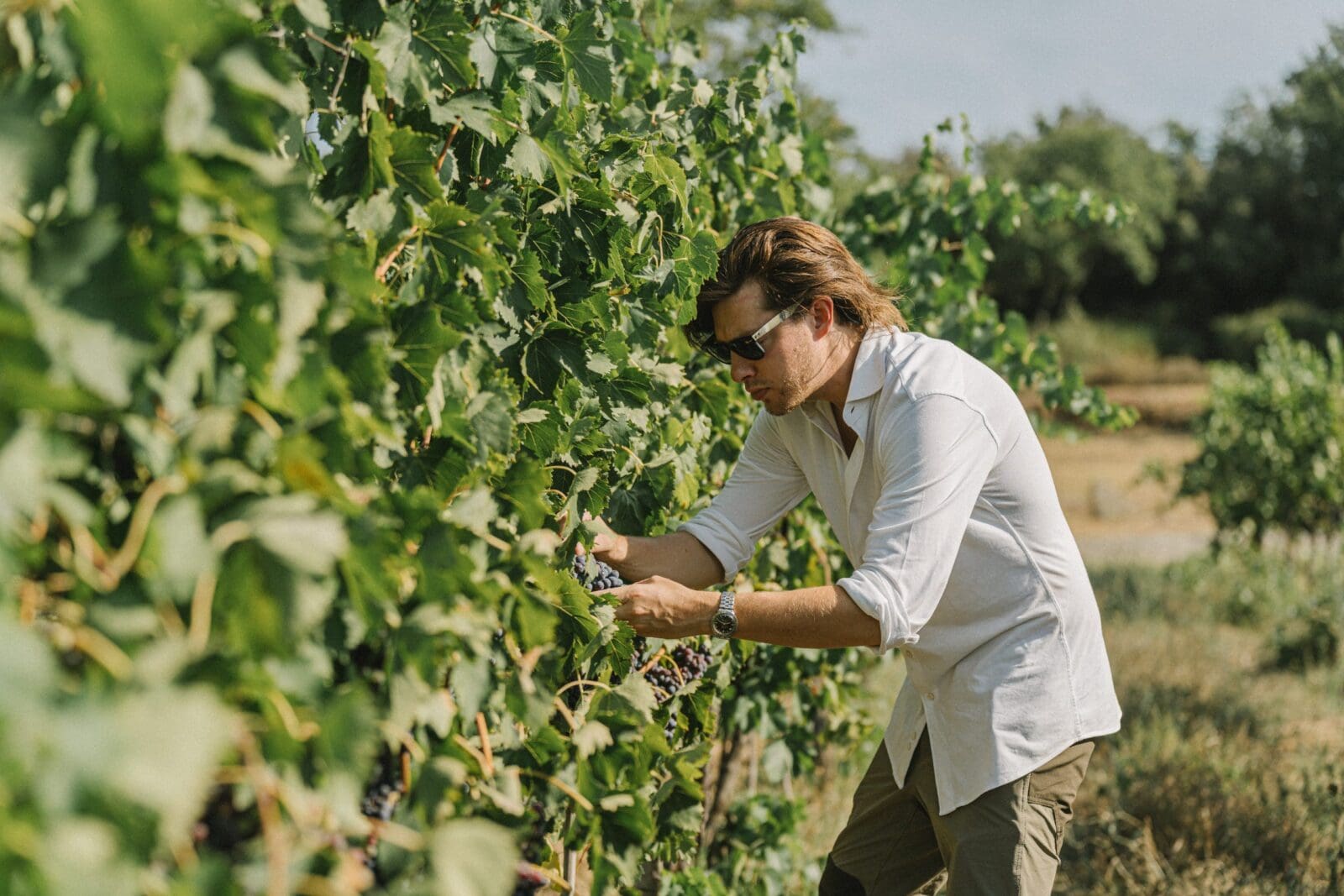 thedrinksbusiness.com