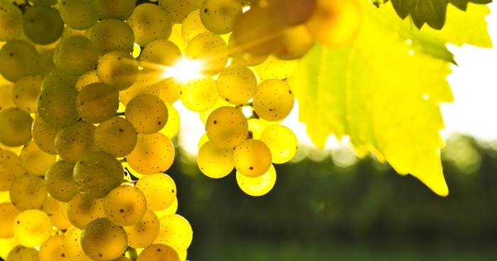 vinetur.com