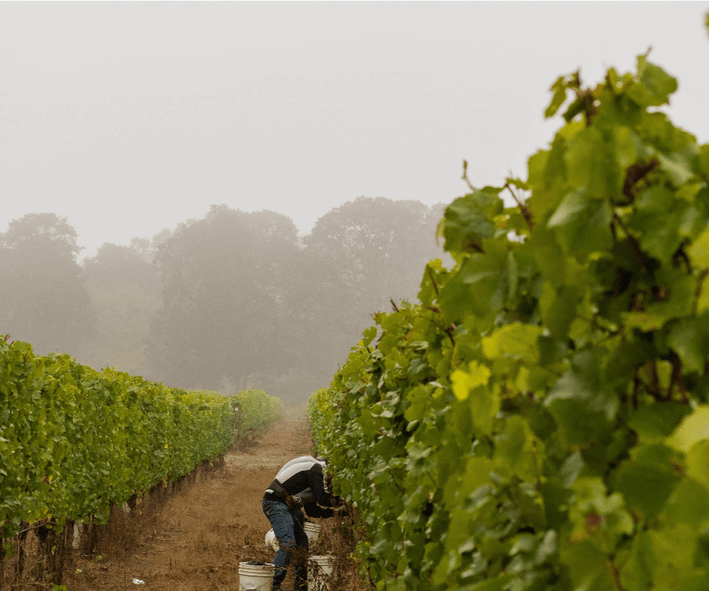 grape-experiences.com