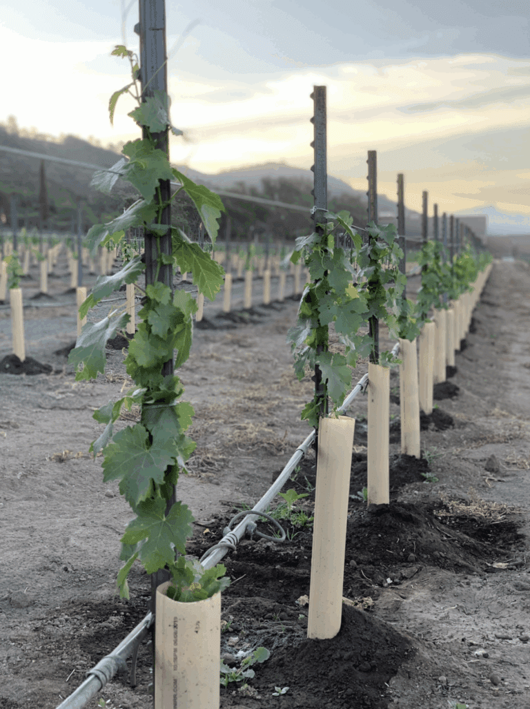 Vineyard-RemovalDevelopment-Management-–-WIN-Marketplace