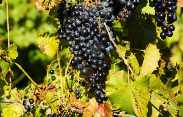 WineGrapes-1024x655-1