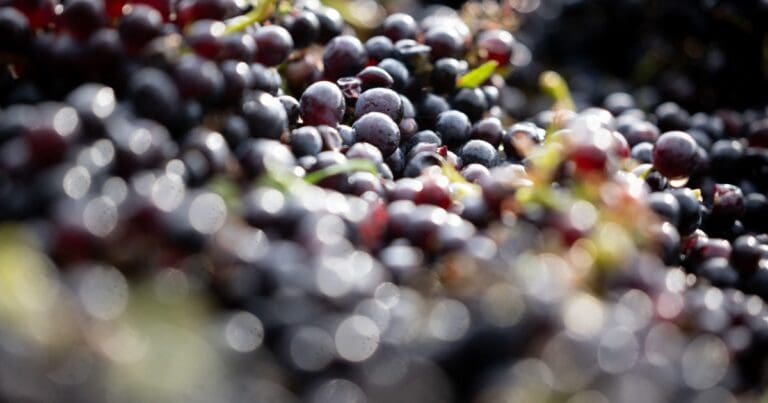 gettyimages-2170516382