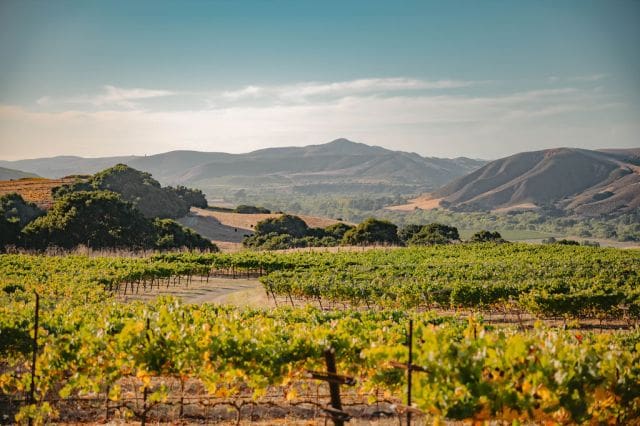 Alma-Rosa-El-Jabali-Estate-Vineyard-Courtesy-of-Seth-J-Daniel-Media